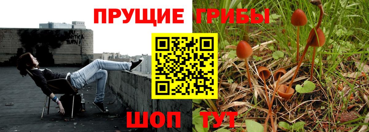 Галлюциногенные грибы GOLDEN TEACHER  Галлюциногенные грибы Psilocybe  Вход с VPN  Камышлов 